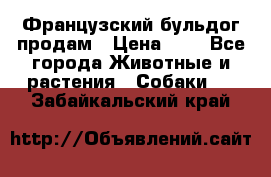 Французский бульдог продам › Цена ­ 1 - Все города Животные и растения » Собаки   . Забайкальский край